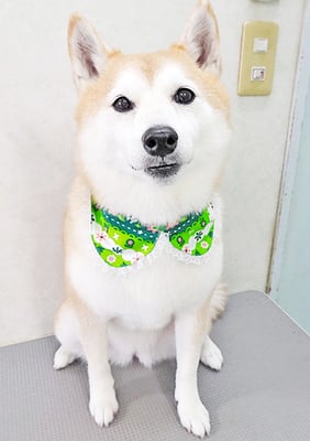 小村ゆずちゃん