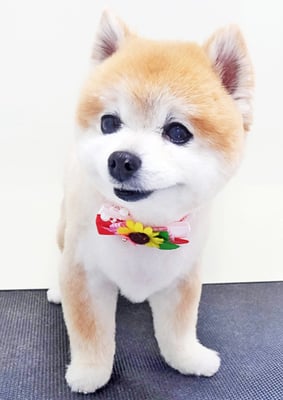 別府ろなちゃん