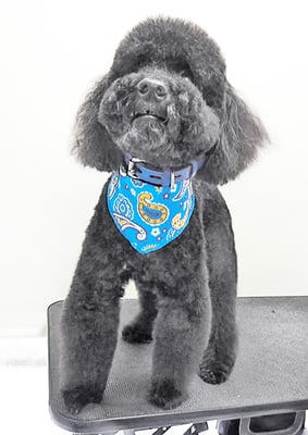 上村エイトちゃん