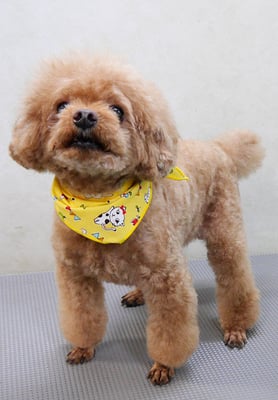 佐藤クルミちゃん