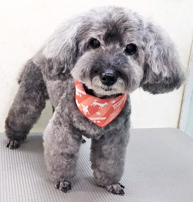 本渡プリンちゃん