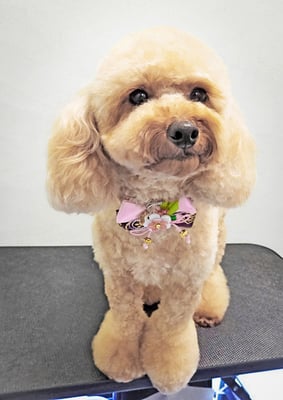 玉利ココちゃん