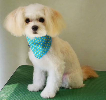 大脇ココアちゃん