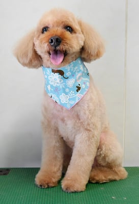 清藤チョコちゃん