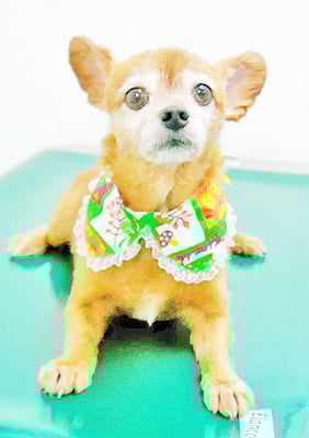 助村ルウちゃん