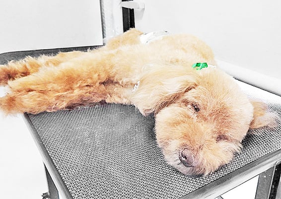 米澤ミントちゃん