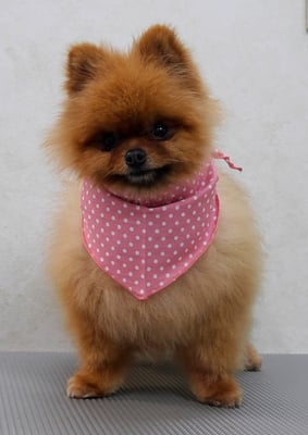 福留テンちゃん