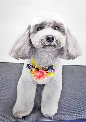 田中ロビンちゃん