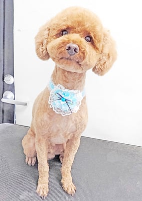 扇薗ビクちゃん