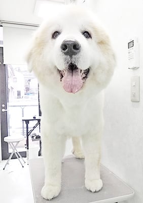 田代メイちゃん