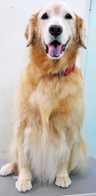 菊川チェリーちゃん