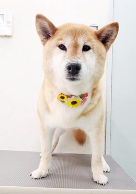 瀧川カルちゃん