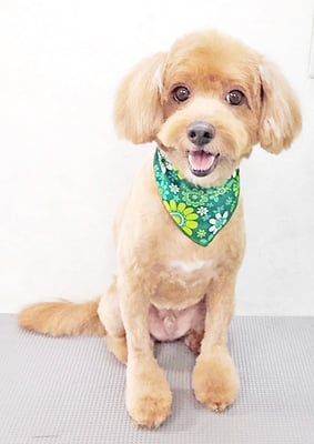 粟コロスケちゃん