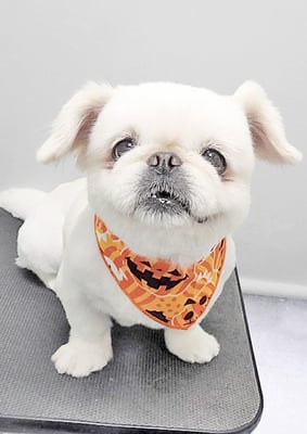 本多かずはちゃん