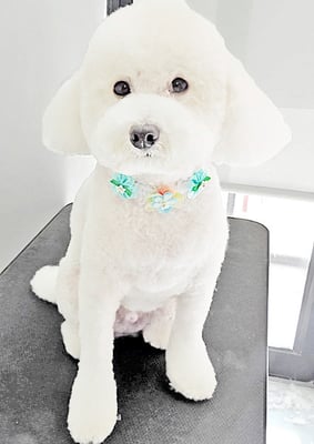 山小田アンディちゃん