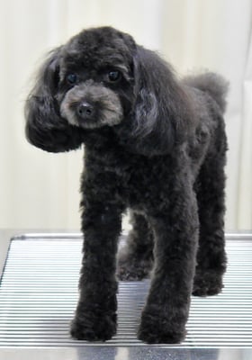 森崎ラブちゃん