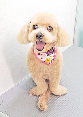 北チャ子ちゃん