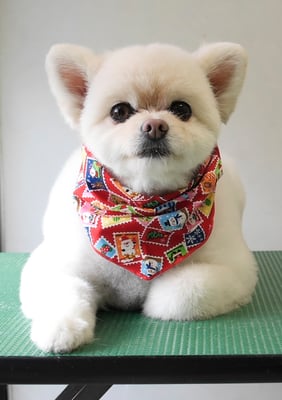 千葉チビちゃん