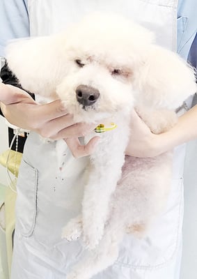 三宅美豚ちゃん