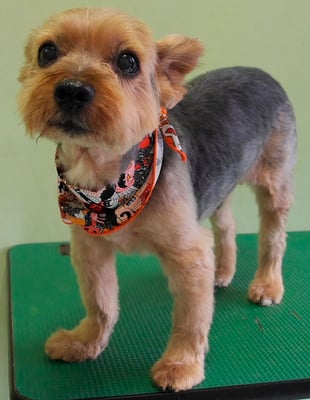 中野ルパンちゃん