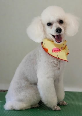 梶原ハッピーちゃん