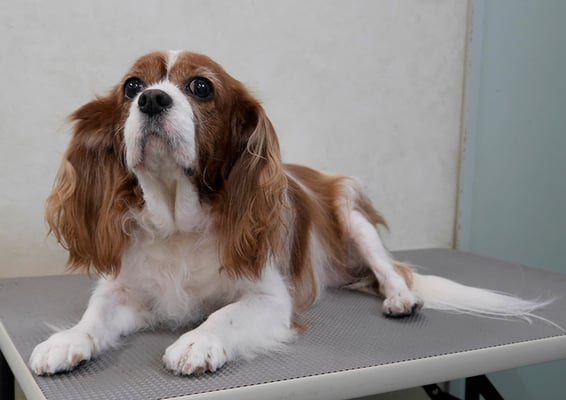 福留ジルちゃん