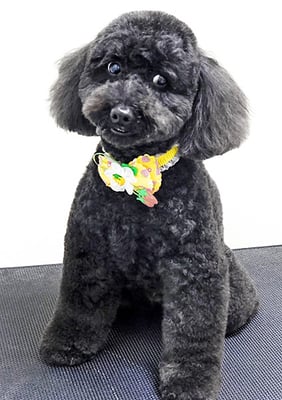 本坊ダノちゃん