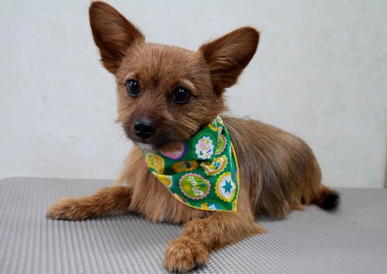 助村ルウちゃん