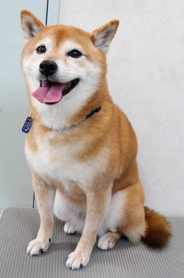 藤井リンちゃん