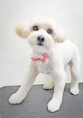 中川アロハちゃん