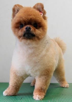 福留テンちゃん