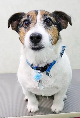 外園マロちゃん