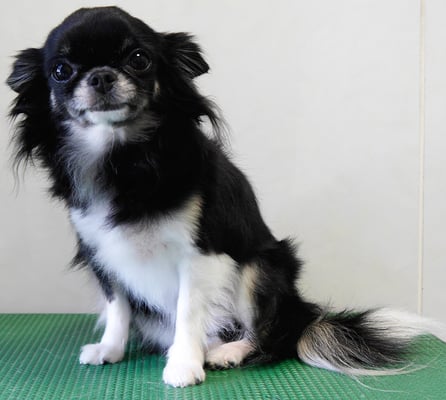 森崎クロちゃん