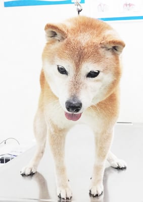 藤井リンちゃん