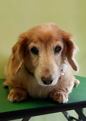 別府リンちゃん