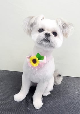 太崎ちゅらちゃん