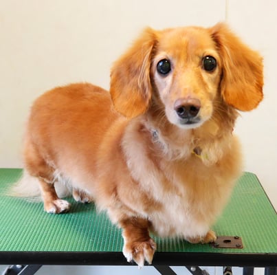 津曲パンちゃん