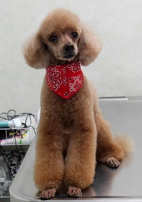 平松クーちゃん