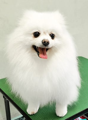 森崎ピュアちゃん