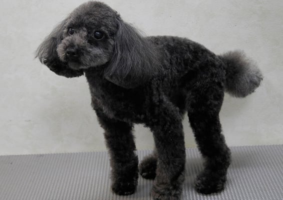 森崎ラブちゃん