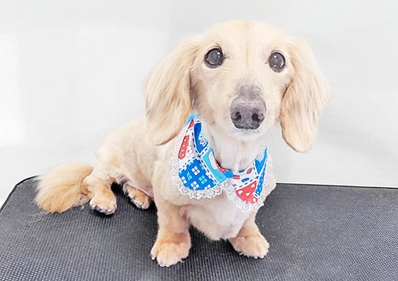 徳永コロンちゃん