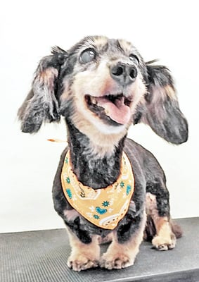 谷口チョコちゃん