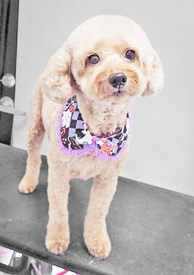 玉利ココちゃん