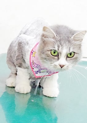 古藤きなこちゃん