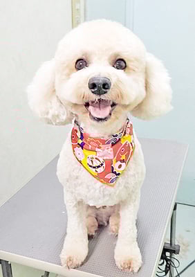 有村ルークちゃん