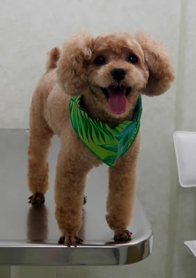 山下イヴちゃん