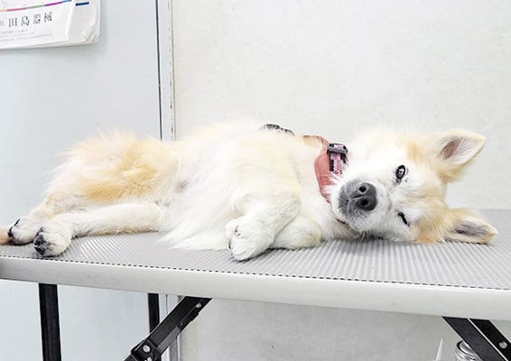 村松ゴンちゃん