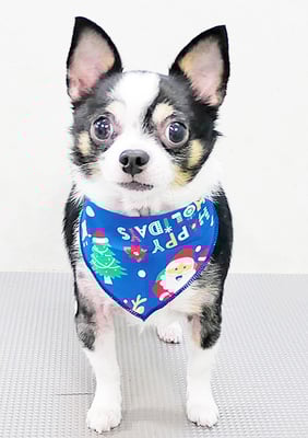 大山ビビちゃん