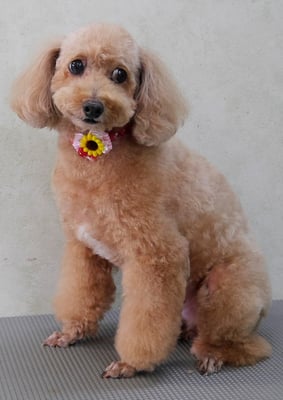 小野ハナちゃん