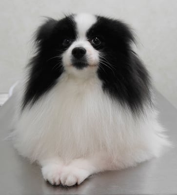 森崎マリアンちゃん